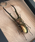 Real Stag Beetle Clear 3d Floating Frame Specimen Insect Taxidermy Gift For Dad