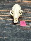 Real Grey Fox Unique Animal Mount Halloween Skull Art Craft Mountain Man Canine