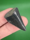 Grey 1 2    Great White Shark Tooth Fossil Real Shark Teeth Fossils
