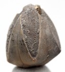 Blastoid Fossil Specimen Sea Life Pyrite Mineral Echinoderm Kentucky