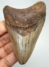 Megalodon Shark Tooth - Real Fossil - 3 10 - Shark Teeth - No Restorations