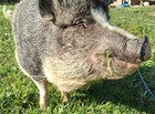 Help Feed 3 Pigs   2 Goats For A Week                Charity