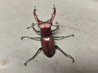 Lucanidae Lucanus Elaphus Usa  maryland  Male