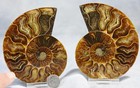 Large Ammonite Pair Deep Crystal Cavity 110myo Dino Age Fossil 104mm 4 1  4304aa