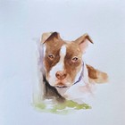 Original 7x7  Custom Hand Painted Watercolor Pet Portraits