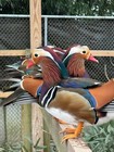 1 Regular Full Colored Mandarin Duck Hatching Egg Ready Now Ships Fast  Fertile 