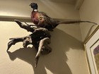 Vintage Ringneck Pheasant Taxidermy Mount On Driftwood     Full Body Bird