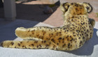 Vintage 1950 s Steiff 16  Leopard Reclining Nice Mohair Glowing Eyes No Ids Oo