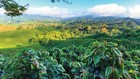 2  5  10 Lb Nicaragua Fresh Roasted Coffee Beans - Arabica