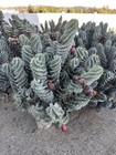 Spiral Cactus  Tornado Cactus  Cereus Forbesii Spiralis Twisted Cactus 2 5    Pot