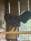 Pure Cardinal Club Gamefowl Eggs Rorn Originally From Ronny Miller