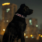 Dog Collar Reflective Nylon Floral Pattern Small Medium Large Breed Dogs