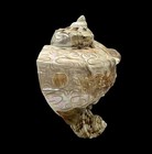 Antique Turbo Marmoratus Green Turban Carved Dragon Sea Shell Sculpture