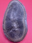 Mazon Creek- Achistrum Sp   holothurian- Sea Cucumber  With Mouth Plates- Pit 11
