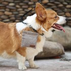 Pet Training Dog Treat Pouch Hand Free Walking Fanny Bag For Cat