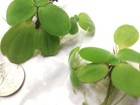 Dwarf Water Lettuce Floating Aquarium Aquatic Plant Pond Snail   Duckweed Free 