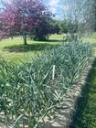1 4 - 2 Lb Georgian Fire Organic Seed Hardneck 1 5   Large Fall Bulbs Fresh 2026