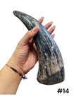 One Medium Unpolished Cow Horn   Real Horn   One Of A Kind   Natural Color    14