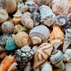 Large Conch Seashells Natural Beach Home Decor Big Hermit Crab Mixed Sea Shells