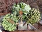 12st Oak Canadian Brooms herbs Sauna Banya Venik Whisks Eiche 2025 Ukrainian Fre