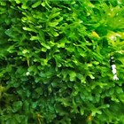 Subwassertang Moss Live Aquarium Plant     Monosolenium Tenerum     Freshwater Shrim