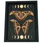 Real Atlas Moth Pair Gothic Moon Phases Attacus Atlas Verso Moth Set Framed