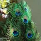 Beautiful Natural Peacock Feathers Eye Peacock Tail Feathers 10 -12  Pack Of 20p