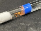 Myrmecocystus Mexicanus Queen Honeypot Ant With Eggs Feeder Insect