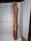 Driftwood Cedar My Taxidermy Terrarium Beach House Decor