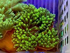 Asst   d Bubble Tip Anemone 3-4    Bta Live Coral