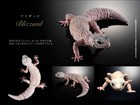 Bandai Gashapon Leopard Gecko Action Figure Advance  Blizzard 165mm 2021 Japan
