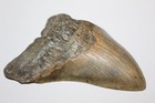 Megalodon Shark Tooth Fossil No Repair Natural 4 62  Huge Beautiful Tooth