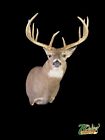 Beautiful Whitetail Deer Shoulder Mount  Antlers Buck Taxidermy Decor
