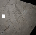 Museum Quality Fossil Plant - Extremely Rare Complete Leaf Of Diplotmema Mladeki