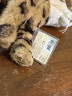 New Webkinz Signature Bengal Cat Plush Wks1065 By Ganz - Sealed Unused Code 