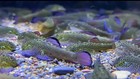    rare Limited      Purple Fin Hillstream Loach Algae Eater Medium-size    live Fish