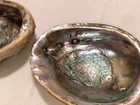 Lot Of 2 Natural Abalone Shells - Iridescent Inside   Iridescent Interior