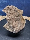 3 2  Silicified Coral Fossil Favosites Ordovician  450  Million Years Old 