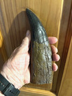 Big T Rex Tooth Replica 8   Long And Weighs 3 4 Pound Brown Black Enamel