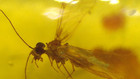 Pscopteran Insect With Bulging Eyes In Dominican Amber Fossil Los Cacaos Mines