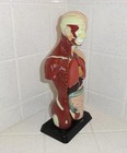 Vintage Human Torso Model W  Detachable Organs Oddity Curiosity Medical Goth