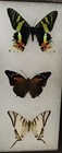 Real Framed Butterfly Collection  20