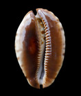 Zoila Jeaniana Jeaniana 68 9mm     Onslow  W  Australia  1979     Dark Color