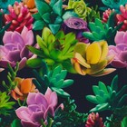16oz Hydrographic Film   Activator Succulents Hydro Dip Dipping Wizard