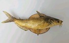 Realfishskin 13  Chanel Catfish Taxidermy Wall Mount Display
