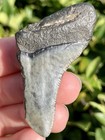 Natural Beautiful 2 11    Megalodon Tooth Fossil Shark Teeth