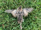 Coturnix Quail Hatching Eggs Rare Colors