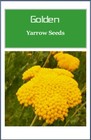 Golden Yarrow Seeds   Non-gmo   Heirloom   Fresh Garden Seeds