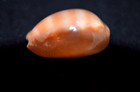 Rare Cypraea Lyncina Schilderorum -31 Mm - Last One - French Polynesia