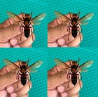 4 Real Yellow-vented Hornet Bee Beetle Taxadermy Pinned Dried Insect Specimens